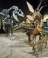 Allosaurus attacks Stegosaurus