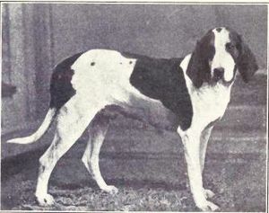 American Foxhound from 1915
