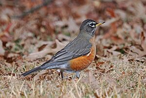 American Robin - Turdus migratorius, Pohick Bay Regional Park, Mason Neck, Virginia, January 30, 2024 (53554534343)