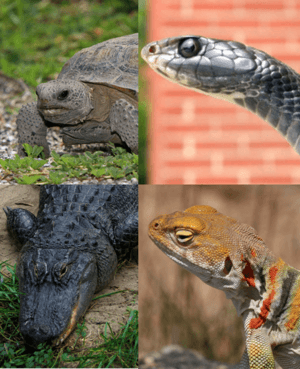 Another state reptile collage