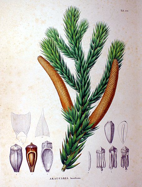 Araucaria brasiliana SZ138
