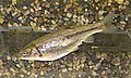 Arroyo chub (Gila orcuti)