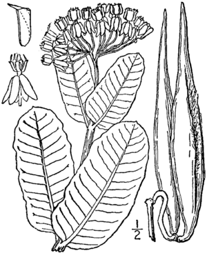 Asclepias amplexicaulis.png