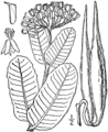 Asclepias amplexicaulis