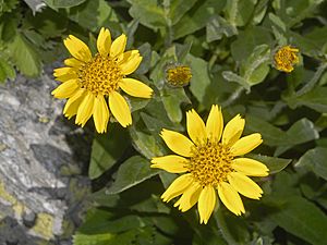 Asteraceae - Arnica nevadensis.jpg