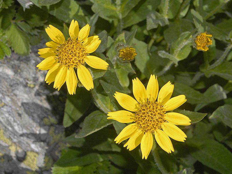 Asteraceae - Arnica nevadensis