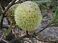 Banksia laevigata laevigata