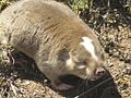 Bathyergus suillus Flipphi 1