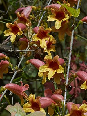 Bignonia capreolata Arkansas.jpg