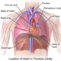 Blausen 0458 Heart ThoracicCavity