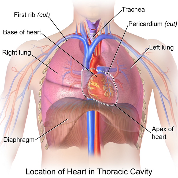 Blausen 0458 Heart ThoracicCavity