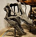 Brachiosaurus skull cast Denver 3
