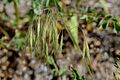 Bromus tectorum (7313350846)