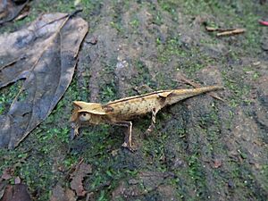 Brookesia griveaudi.jpg