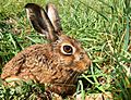 Brown Hare444