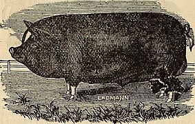 Burpee's farm annual (1882) (19888961623)