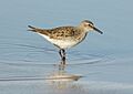 Calidris fuscicollis PLAYERO RABADILLA BLANCA
