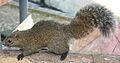 Callosciurus erythraeus thaiwanensis in Mount Kinka (Gifu) 2