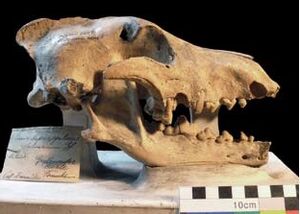 Canis lupus spelaeus holotype