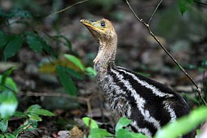 Casuarius casuarius -Emmagen Creek, Queensland, Australia -chick-8