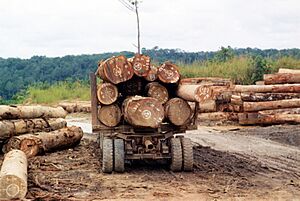 Central African Republic - Log transport