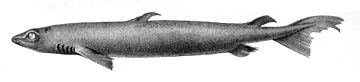 Centroscymnus coelolepis1