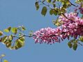 Cercis siliquastrum4
