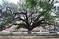 Chandler Oak in Savannah, Georgia
