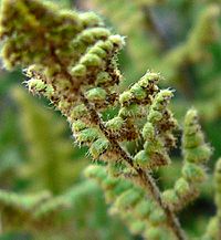 Cheilanthes lanosa 2