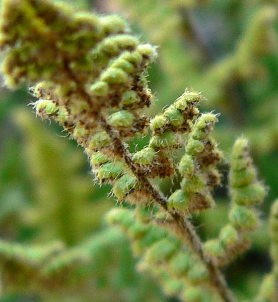 Cheilanthes lanosa 2