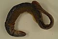 Chestnut lamprey