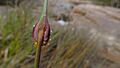 Chorizandra cymbaria inflorescence (9619989721)