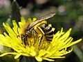 Colletes halophilus