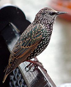 Common starling in london