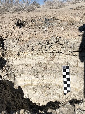 Cross-section of the playa sediments