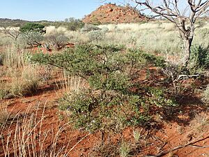 Eremophila exilifolia (habit) Newman