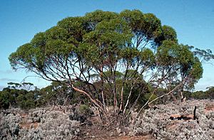 Eucalyptus brachycalyx habit.jpg