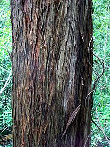 Eucalyptus laevopinea - stringy bark