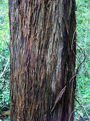 Eucalyptus laevopinea - stringy bark