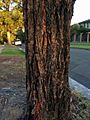Eucalyptus tricarpa - trunk bark