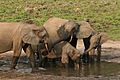 Forest elephant group 1 (6841415460)