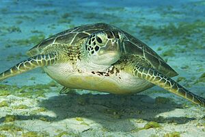 Friendly Green Sea Turtle (48940725538).jpg