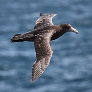 Giant Petrel flying over the South Atlantic (5544288686)