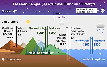 Global Oxygen Cycle