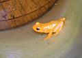Golden frog Kaieteur (2)