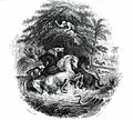 Gymnoten-Humboldt battle with horses