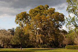 Harry P Leu Gardens (9059614612)