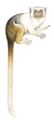 Hershkovitz's marmoset Mico intermedius