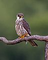 Hobby - Falco subbuteo