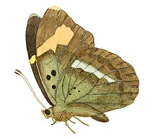 Illustrations of Exotic Entomology Nymphalis Medon under.jpg